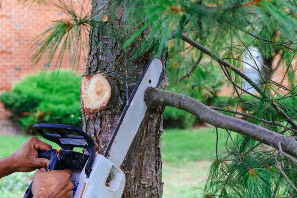 Best Emergency Tree Service  in Gainesville, VA